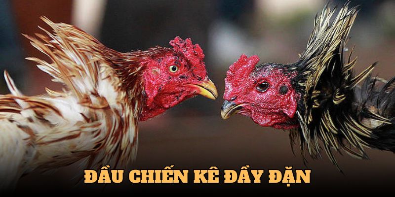Phần đầu đạt tiêu chuẩn thường đầy đặn